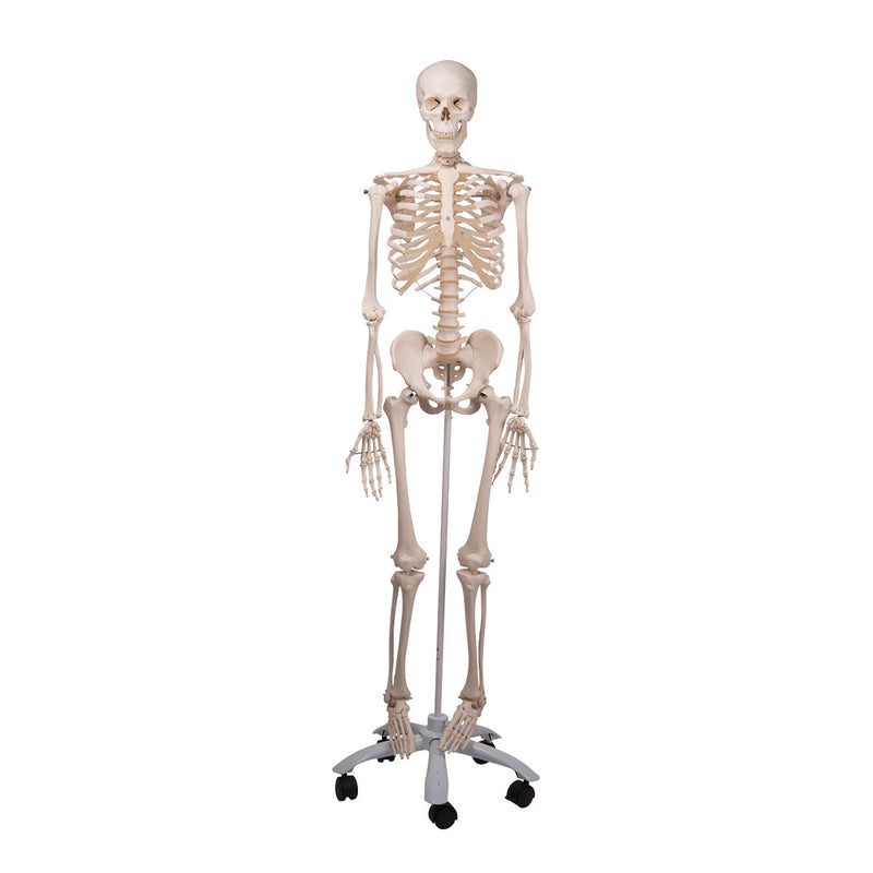 Model of Human Skeleton 170cm (QH3302)